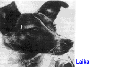 cachorra vira-lata laika com as orelhas levantadas